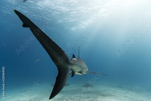shark in the sea