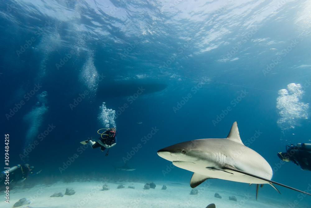 shark and diver shark and diver