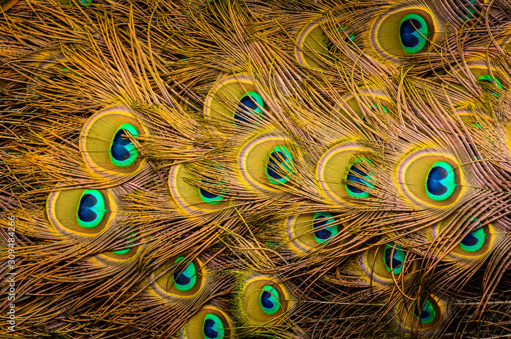 Fototapeta premium Spread colorful peacock feathers, beautiful pattern with eyes.
