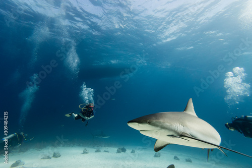 shark and diver