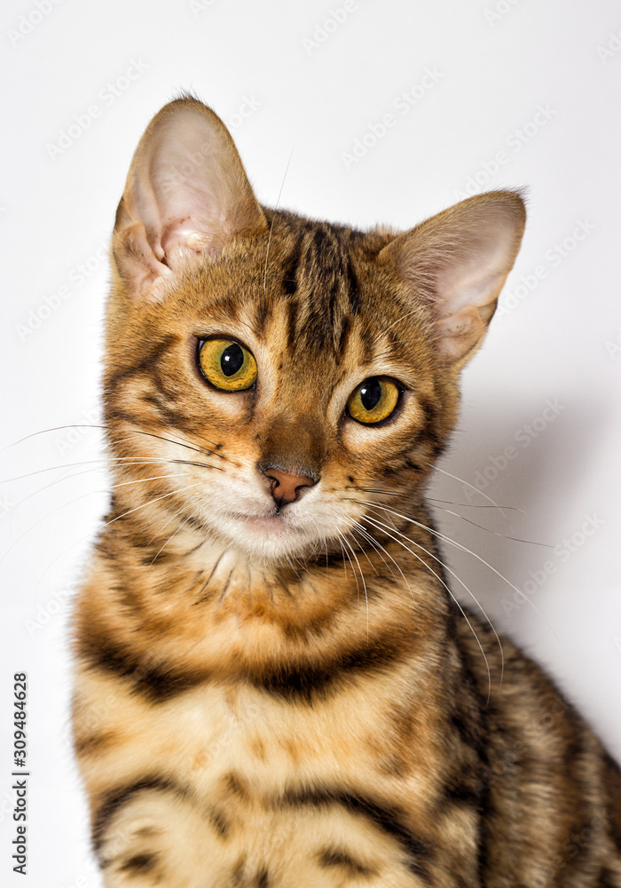 Bengal kitten looks up on a white background Bengal kitten looks up on a white background