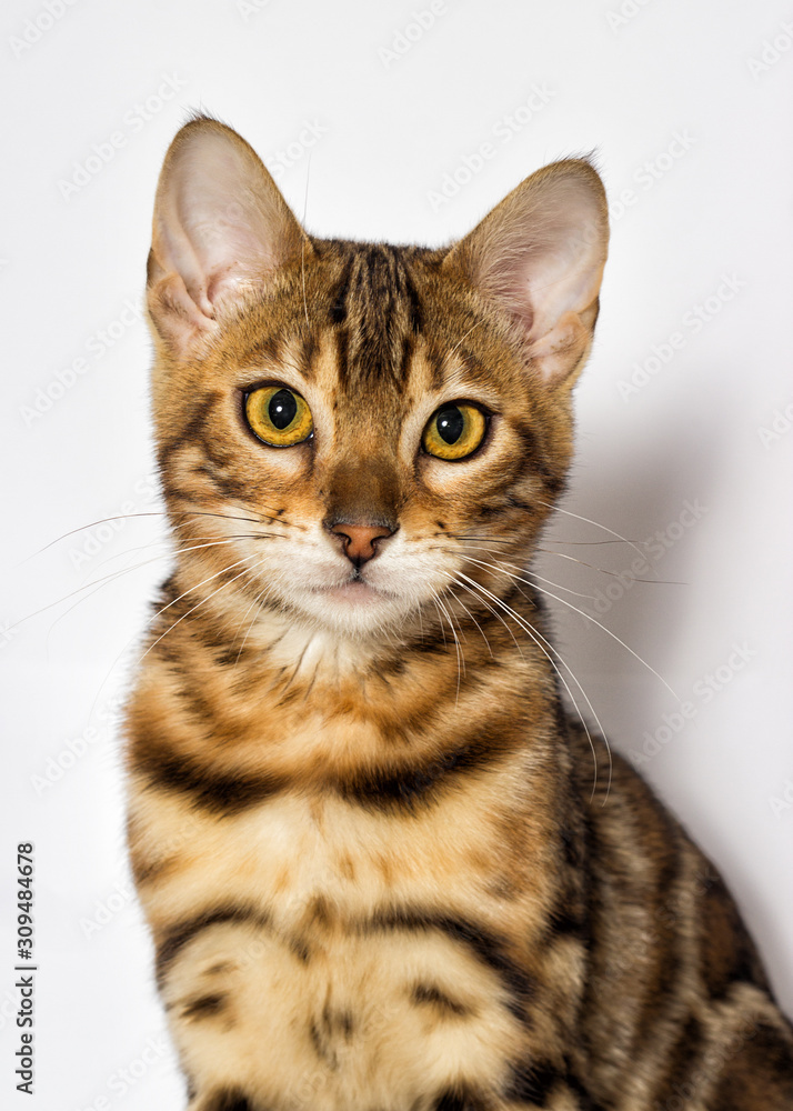 Bengal kitten looks up on a white background Bengal kitten looks up on a white background
