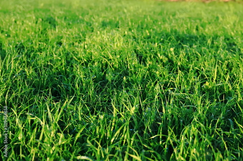 Green meadow in the sun after rain, background