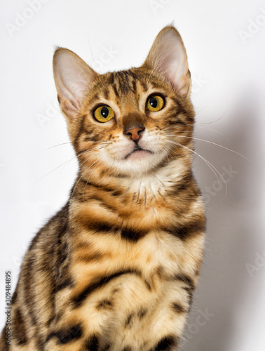 Bengal kitten looks up on a white background © Happy monkey