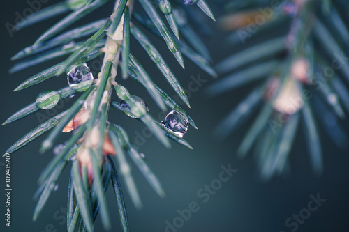 Closeup of pine tree branch with drops of water and shallow depth of field. Climate change concept. photo