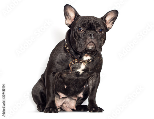 Fototapeta Naklejka Na Ścianę i Meble -  french bulldog dog on a white background