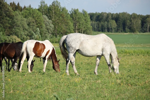 Domestic horses graze in a green meadow on a warm sunny day
