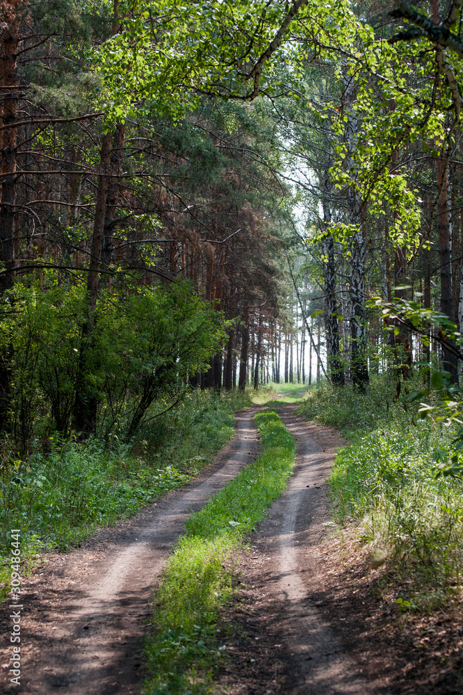 Beautiful dirt road in summer forest with birch and pine trees
