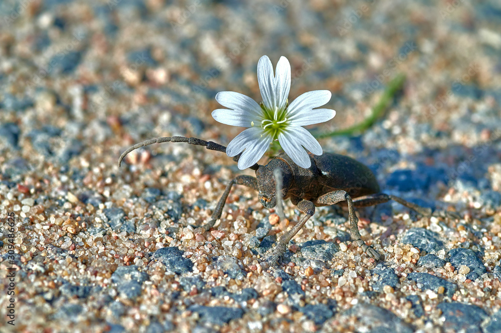 large insect barbel beetle crawls on sand with white flower in macro large insect barbel beetle crawls on sand with white flower in macro