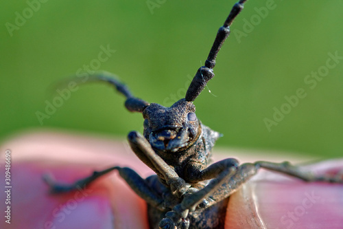 large insect beetle barbel in hands close up macro