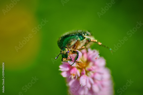 Green bug on an pink flower  with raindrops in macro © Photo