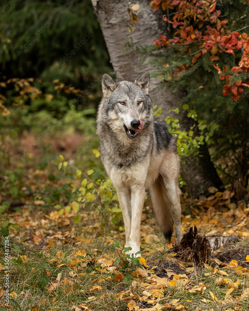 Tundra Wolf Roman Triple D in Fall colors Tundra Wolf Roman Triple D in Fall colors