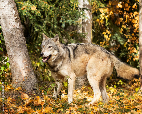Tundra Wolf Roman Triple D in Fall colors