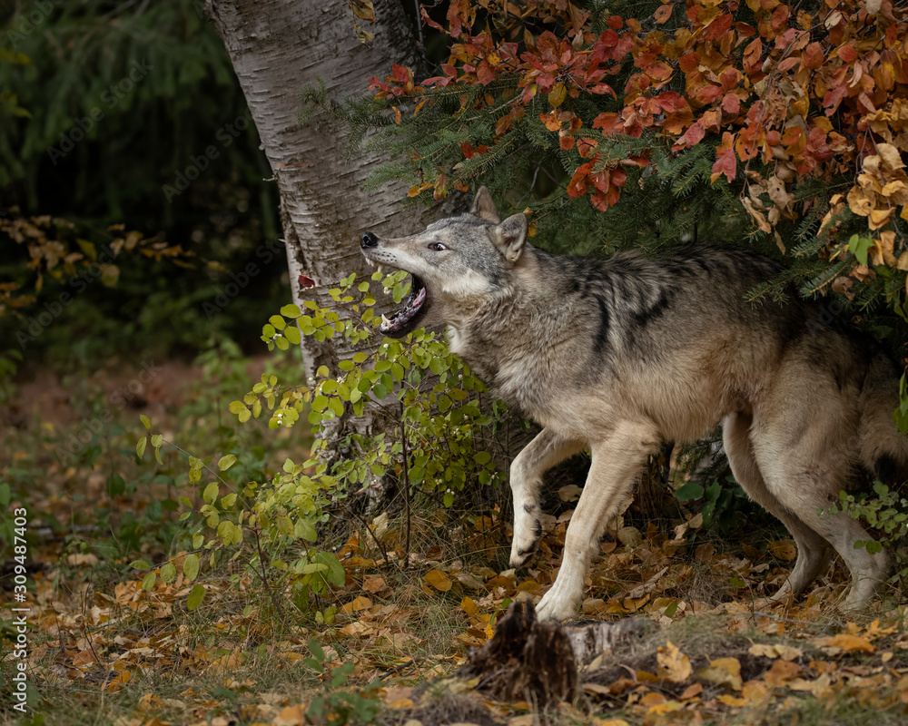 Tundra Wolf Roman Triple D in Fall colors Tundra Wolf Roman Triple D in Fall colors