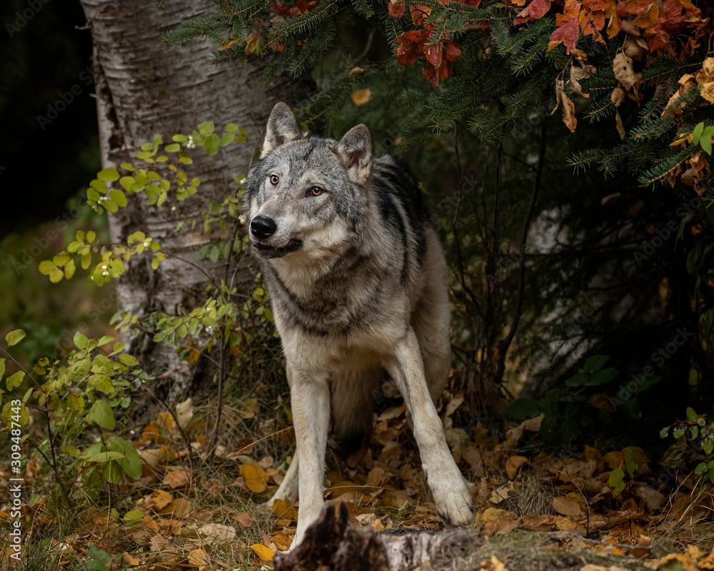 Tundra Wolf Roman Triple D in Fall colors Tundra Wolf Roman Triple D in Fall colors