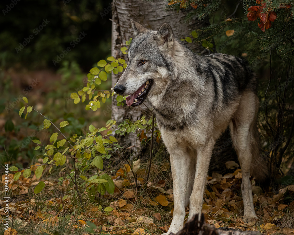 Tundra Wolf Roman Triple D in Fall colors Tundra Wolf Roman Triple D in Fall colors