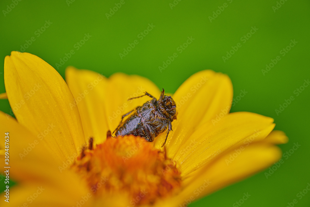 Fototapeta premium Black bug on an yellow flower with raindrops in macro