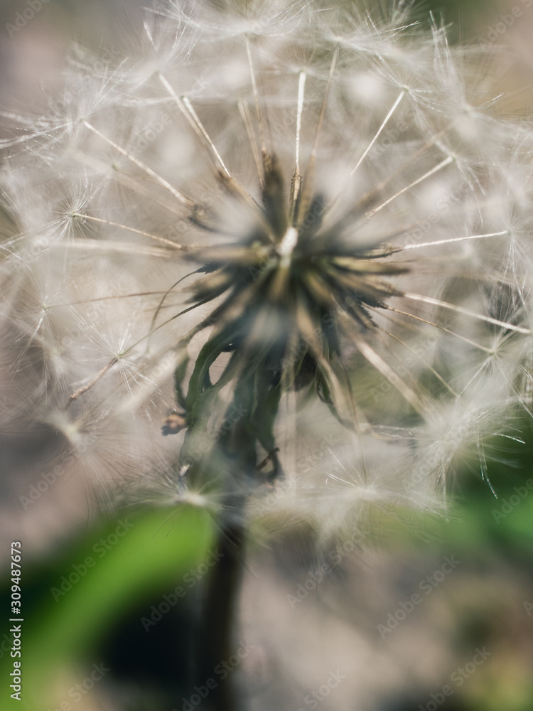 Obraz premium dandelion on a background
