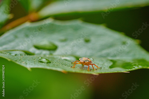 Small insect yellow bug on a leaf with raindrops in macro