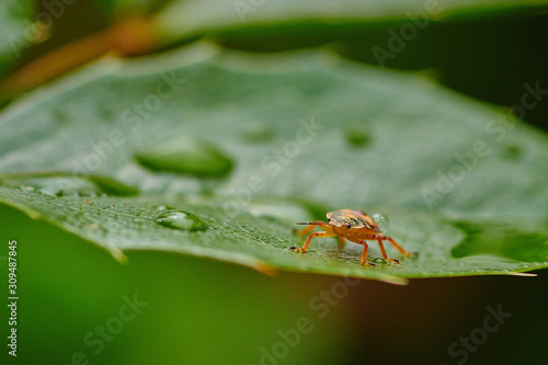 Small insect yellow bug on a leaf with raindrops in macro © Photo