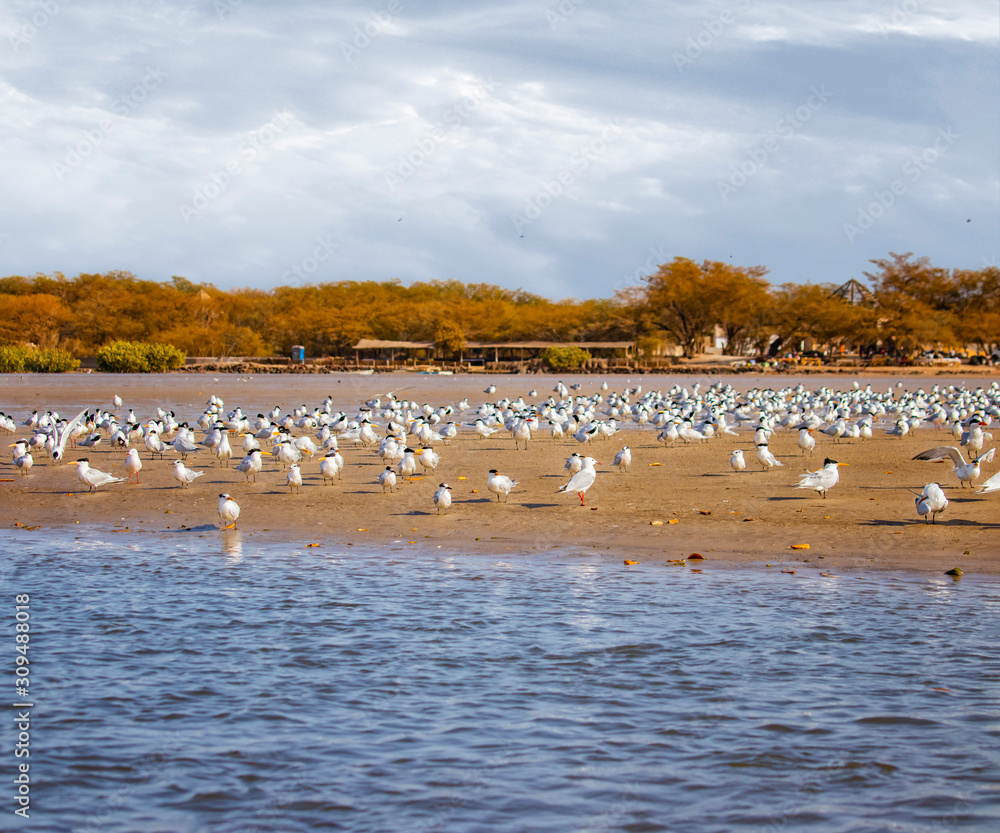 The group of birds, sandwich terns in seabird park and reserve of Senegal, Africa. They are going on the beach in lagoon Somone.