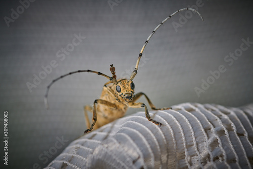 large insect barbel beetle with a large mustache on a white background © Photo
