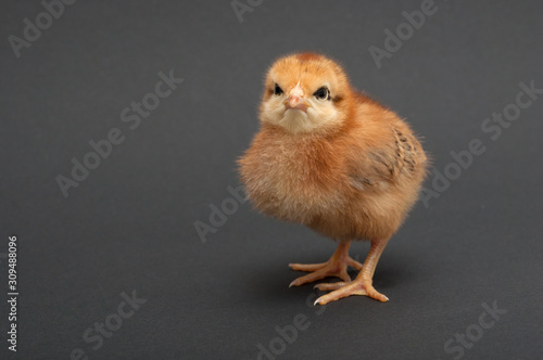 Angry Bird - chick. isolated on black background