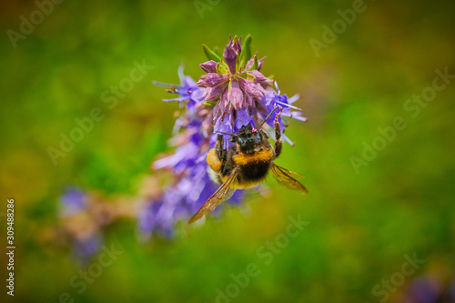 Large bumblebee on a blue flower  collects nectar in macro © Photo