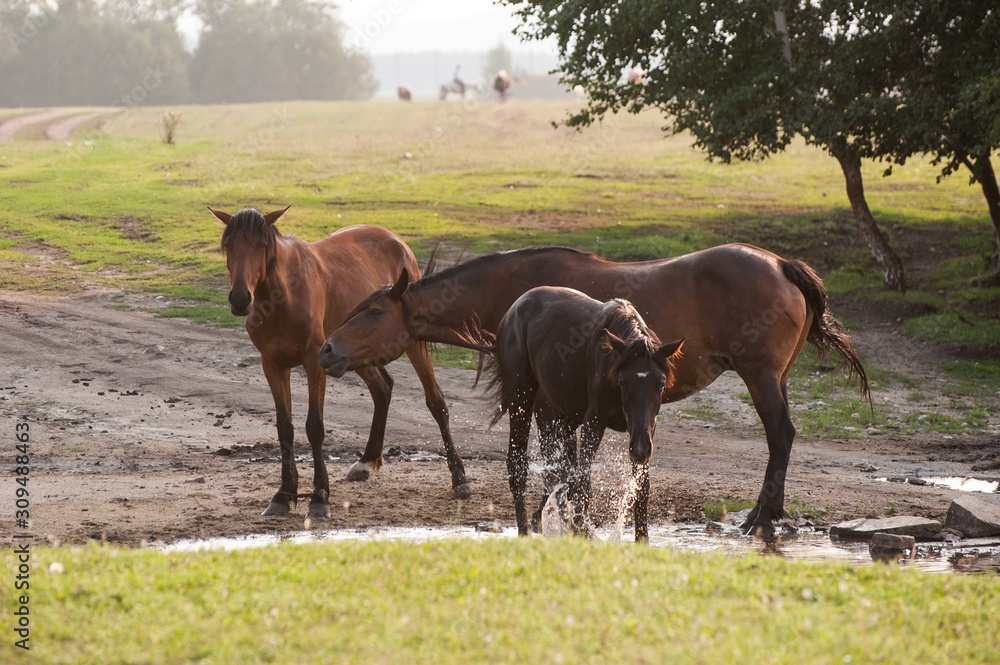 Fototapeta premium Brown young horses near small river