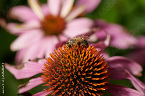 Bee on a violet pink flower  collects nectar in macro © Photo