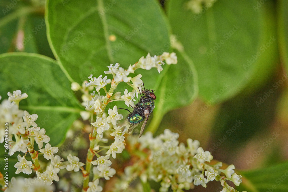 Small insect green fly on white background in macro Small insect green fly on white background in macro