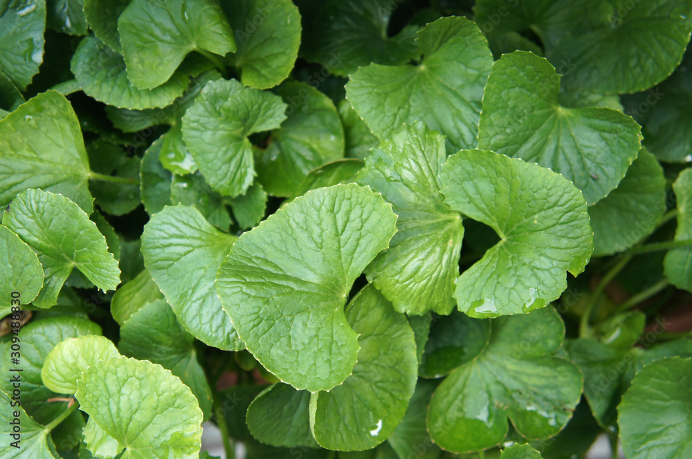 Centella asiatica plant. It is native to the wetlands in Asia. It is used as a culinary vegetable and as a medicinal herb. Centella asiatica plant. It is native to the wetlands in Asia. It is used as a culinary vegetable and as a medicinal herb.