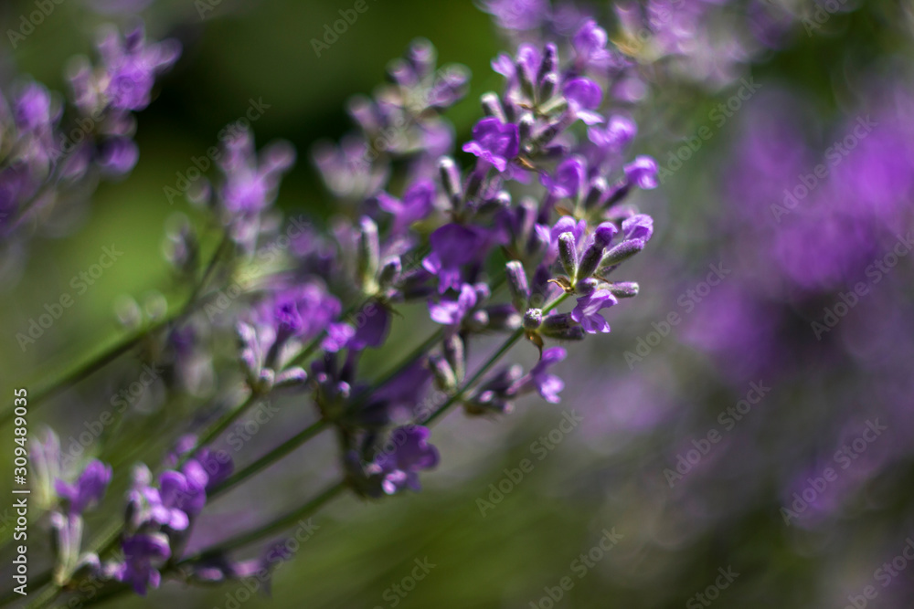 Fragrant lilac lavender grows in the garden. Beautiful plant, flower. Health concept, aromatherapy