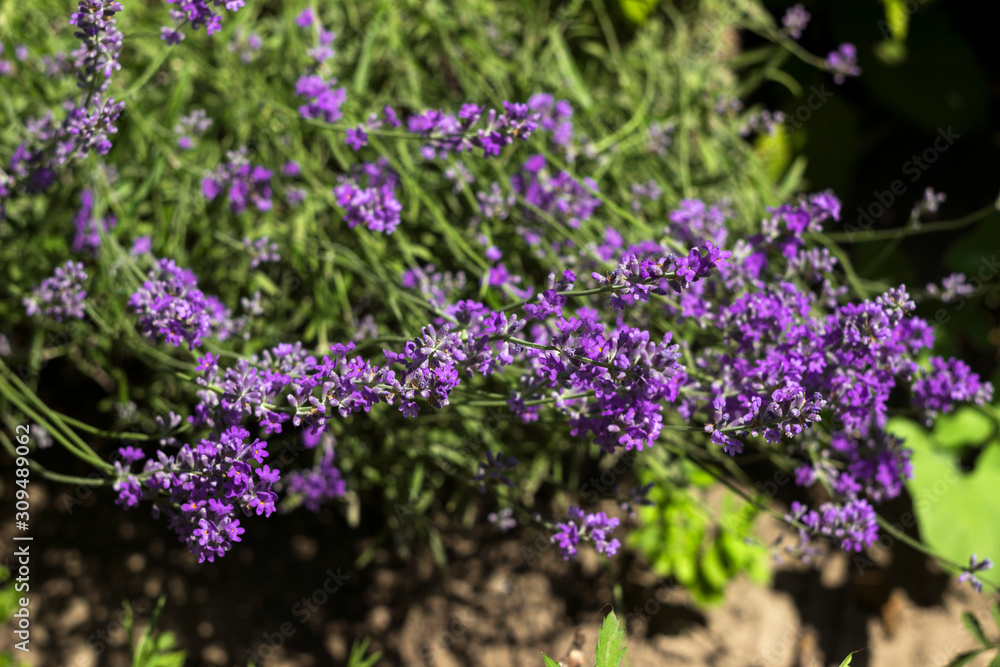 Obraz premium Fragrant lilac lavender grows in the garden. Beautiful plant, flower. Health concept, aromatherapy