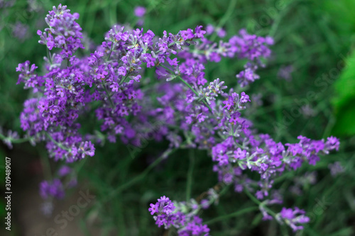 Fragrant lilac lavender grows in the garden. Beautiful plant  flower. Health concept  aromatherapy
