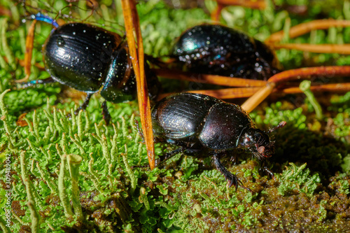 Several large insect black beetles pung bug on a green moss © Photo
