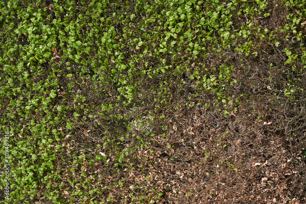 Texture hedge in spring with a few leaves. Part of a green hedge without leaves in April Texture hedge in spring with a few leaves. Part of a green hedge without leaves in April