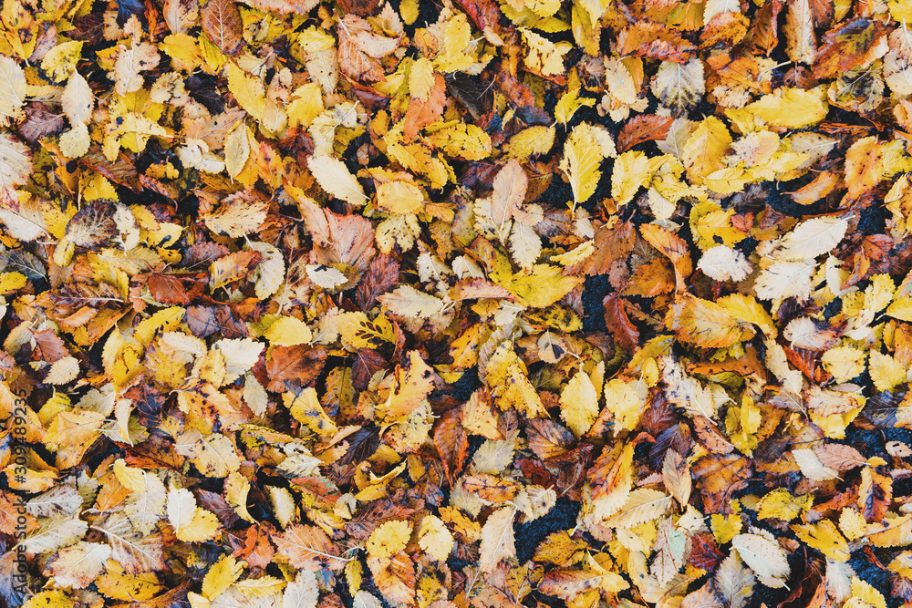 Autumn leaves on the ground Autumn leaves on the ground