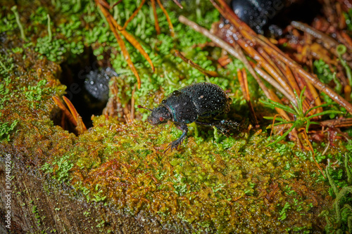 Several large insect black beetles pung bug on a green moss