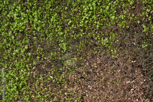 Texture hedge in spring with a few leaves. Part of a green hedge without leaves in April