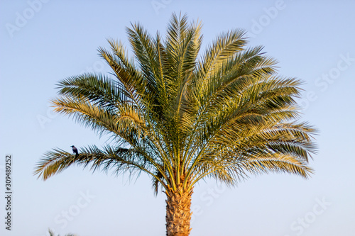 Palm tree with a crow sitting on it.