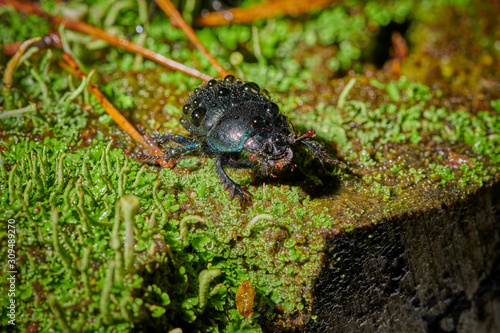 Several large insect black beetles pung bug on a green moss