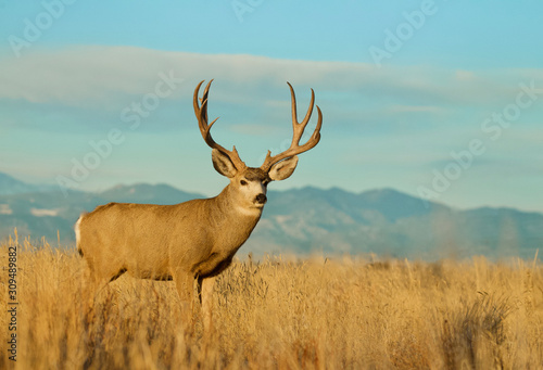 Mule Deer Buck environmental portrait against the Rocky Mountain foothills © tomreichner