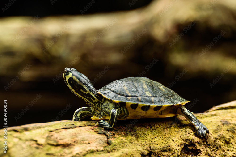 Obraz premium Yellow-faced tortoise, Trachemys scripta troostii, resting on a branch at the edge of a pond.