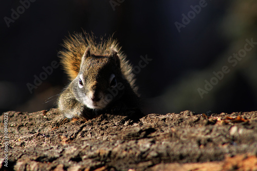 squirrel on a tree