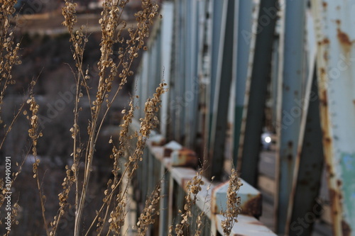 branches and a bridge