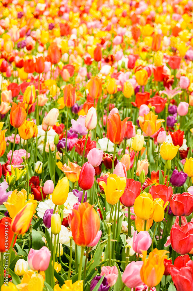 Holland, the country of tulips, the capital of beautiful colorful flowers.