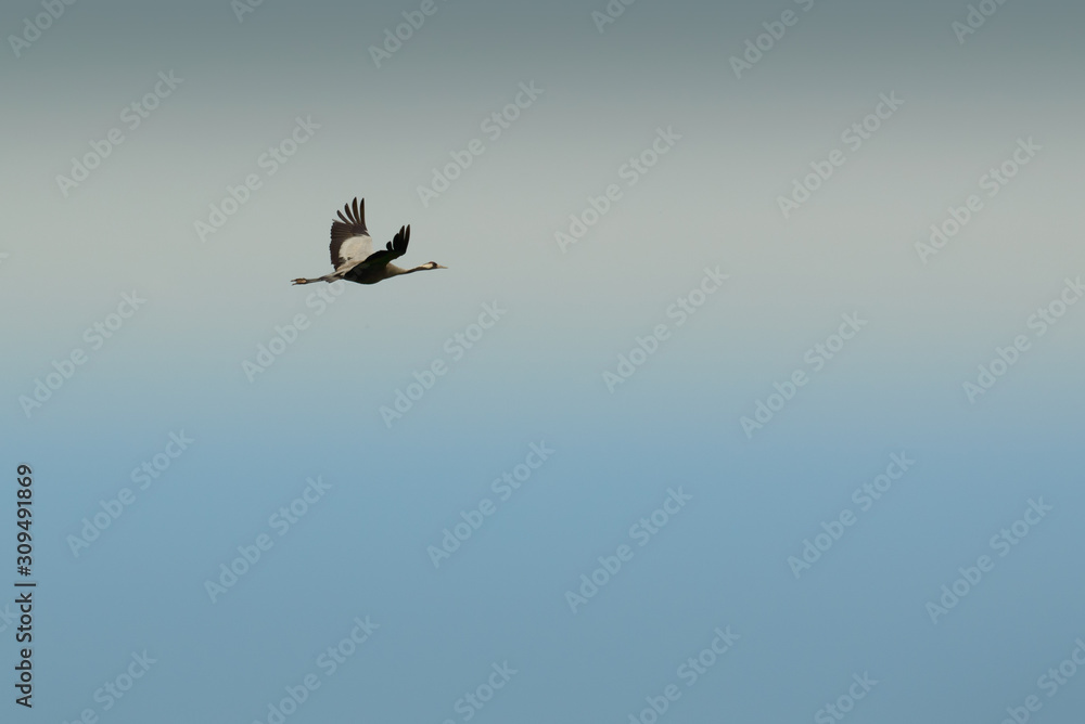 A large bird, the gray heron flies alone high against the sky. A large bird, the gray heron flies alone high against the sky.