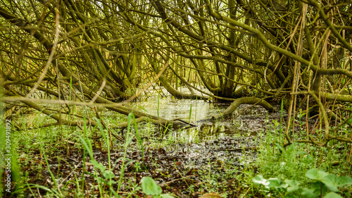 Numerous bent tree branches protruding over the water, swampy area.