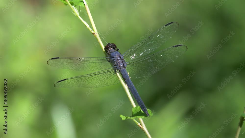 Slaty skimmer dragonfly on a twig - close-up 4K Slaty skimmer dragonfly on a twig - close-up 4K